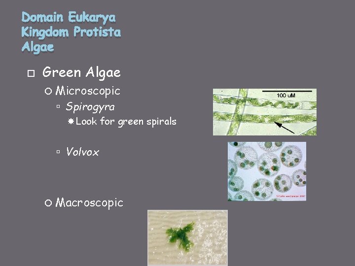Domain Eukarya Kingdom Protista Algae Green Algae Microscopic Spirogyra Look for green spirals Volvox