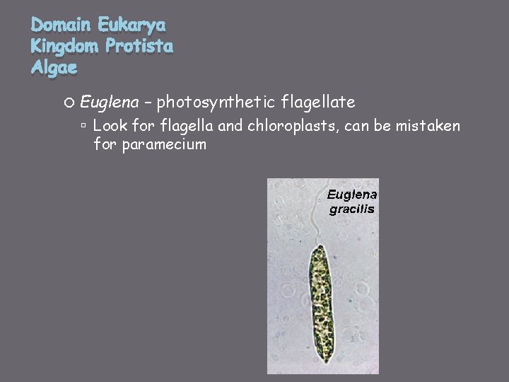 Domain Eukarya Kingdom Protista Algae Euglena – photosynthetic flagellate Look for flagella and chloroplasts,