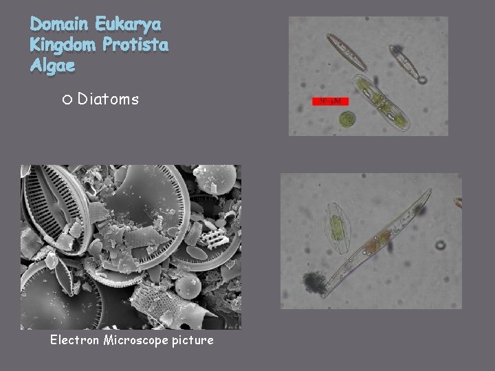 Domain Eukarya Kingdom Protista Algae Diatoms Electron Microscope picture 