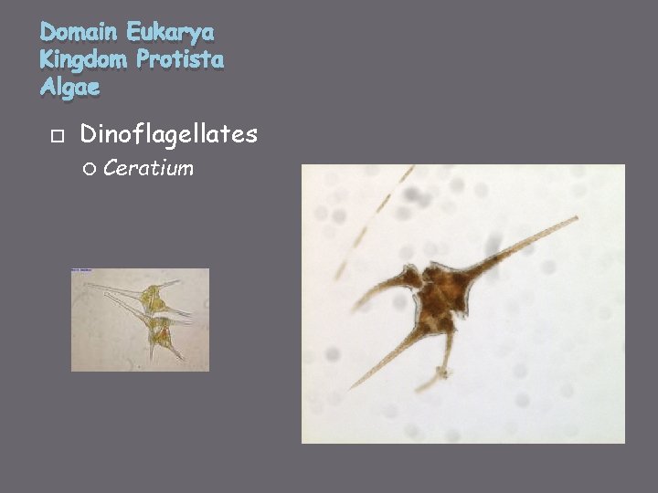 Domain Eukarya Kingdom Protista Algae Dinoflagellates Ceratium 