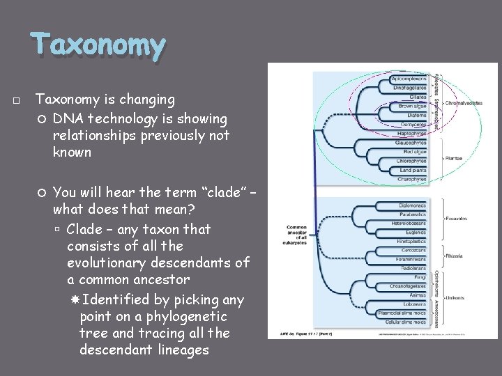 Taxonomy is changing DNA technology is showing relationships previously not known You will hear