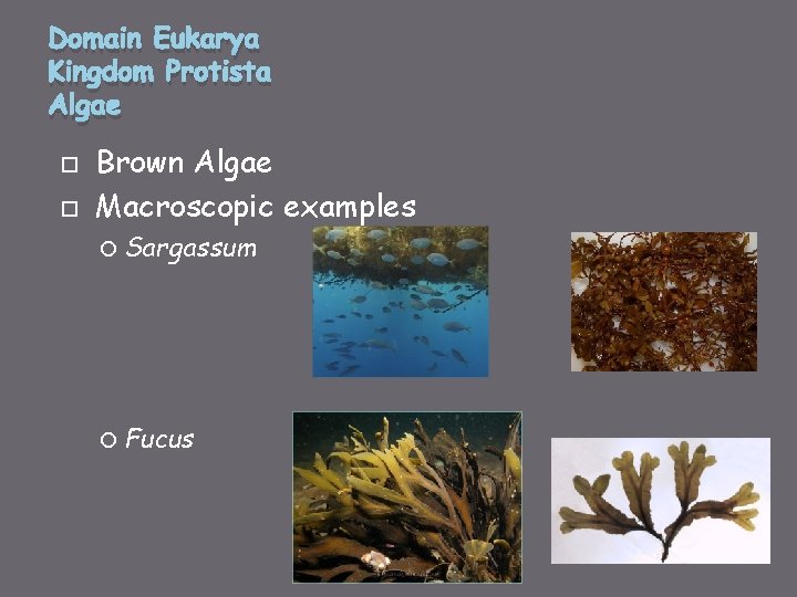 Domain Eukarya Kingdom Protista Algae Brown Algae Macroscopic examples Sargassum Fucus 
