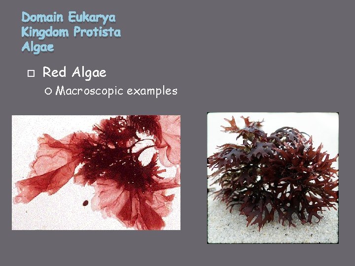 Domain Eukarya Kingdom Protista Algae Red Algae Macroscopic examples 