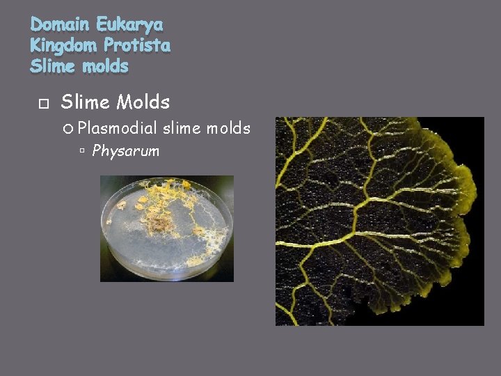 Domain Eukarya Kingdom Protista Slime molds Slime Molds Plasmodial Physarum slime molds 