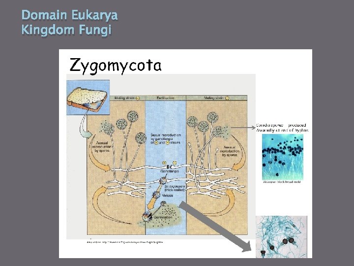 Domain Eukarya Kingdom Fungi 