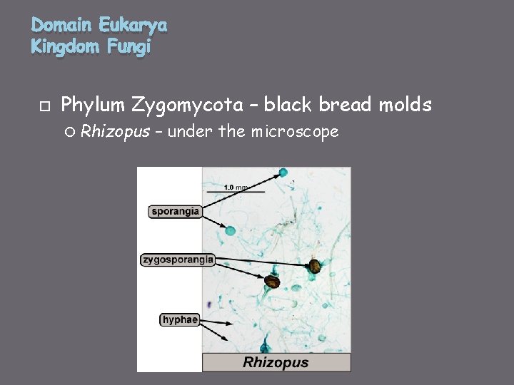 Domain Eukarya Kingdom Fungi Phylum Zygomycota – black bread molds Rhizopus – under the