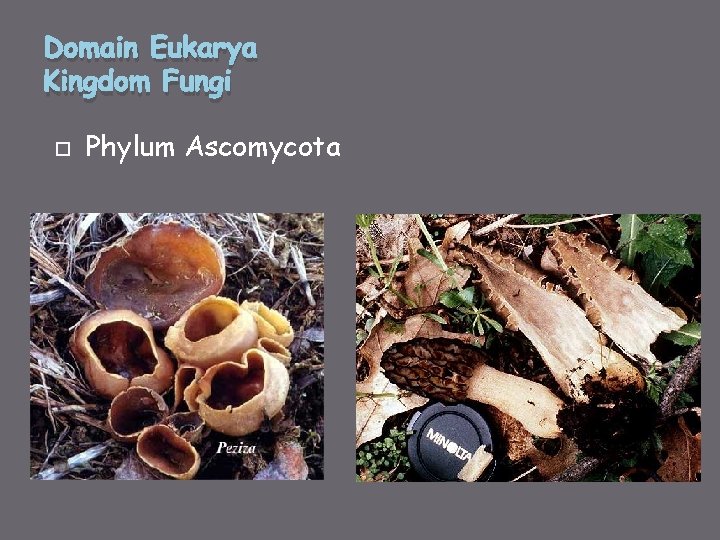 Domain Eukarya Kingdom Fungi Phylum Ascomycota 