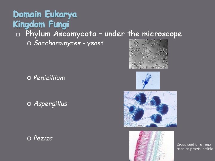 Domain Eukarya Kingdom Fungi Phylum Ascomycota – under the microscope Saccharomyces - yeast Penicillium