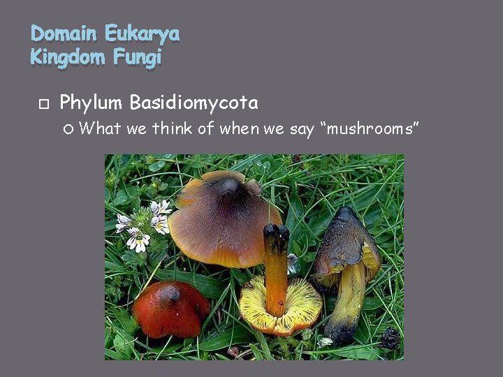 Domain Eukarya Kingdom Fungi Phylum Basidiomycota What we think of when we say “mushrooms”