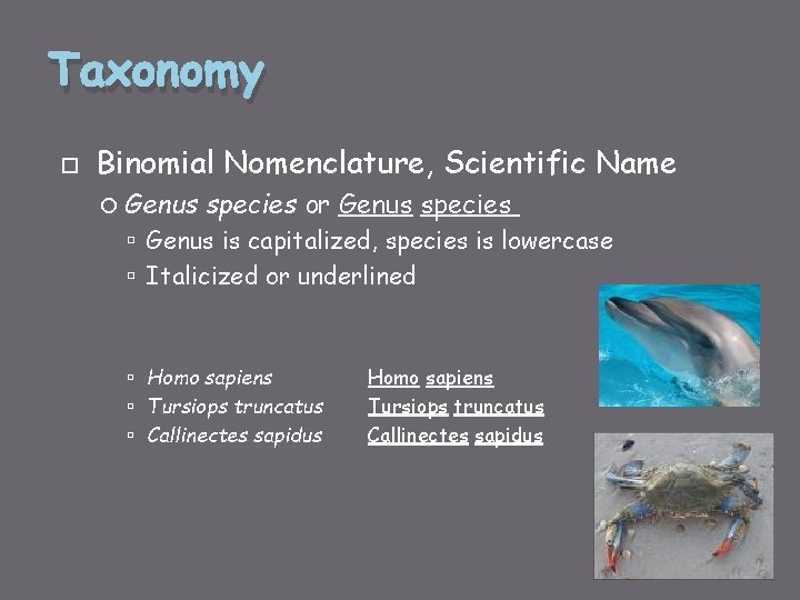 Taxonomy Binomial Nomenclature, Scientific Name Genus species or Genus species Genus is capitalized, species