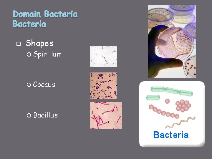 Domain Bacteria Shapes Spirillum Coccus Bacillus 