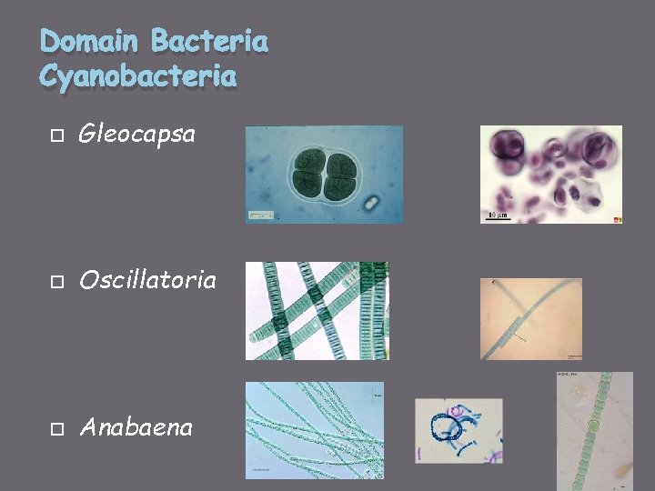 Domain Bacteria Cyanobacteria Gleocapsa Oscillatoria Anabaena 