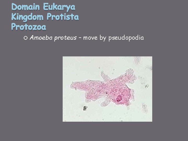 Domain Eukarya Kingdom Protista Protozoa Amoeba proteus – move by pseudopodia 