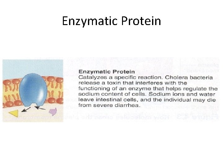 Enzymatic Protein 