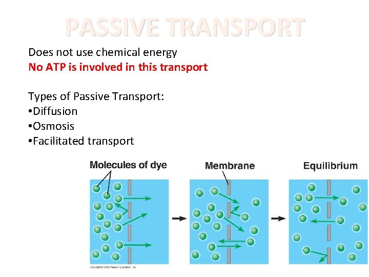 PASSIVE TRANSPORT Does not use chemical energy No ATP is involved in this transport