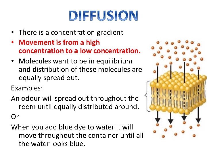  • There is a concentration gradient • Movement is from a high concentration
