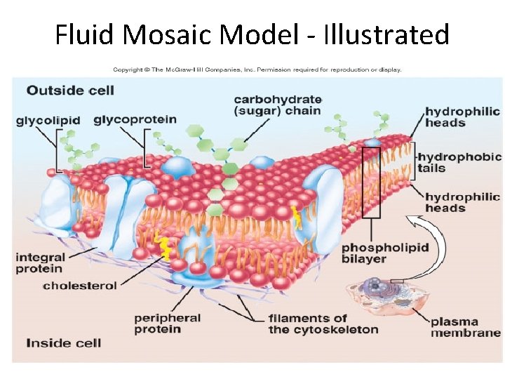 Fluid Mosaic Model - Illustrated 