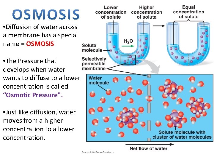  • Diffusion of water across a membrane has a special name = OSMOSIS