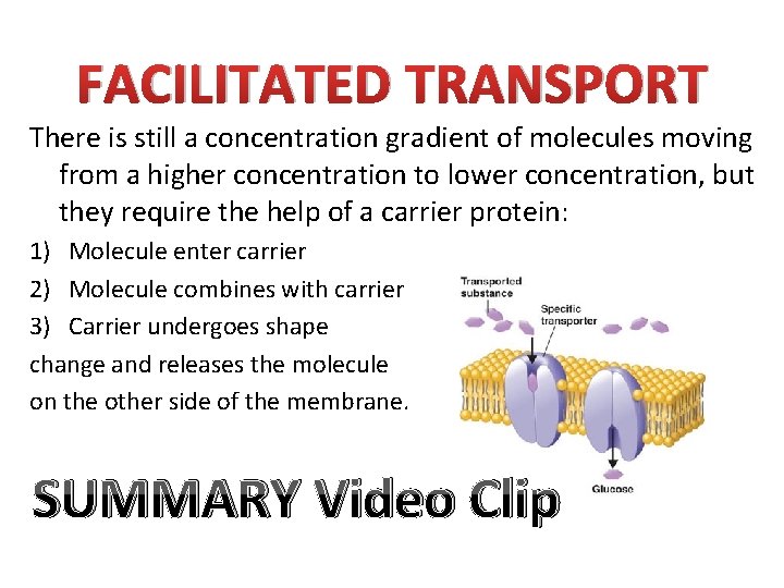 FACILITATED TRANSPORT There is still a concentration gradient of molecules moving from a higher