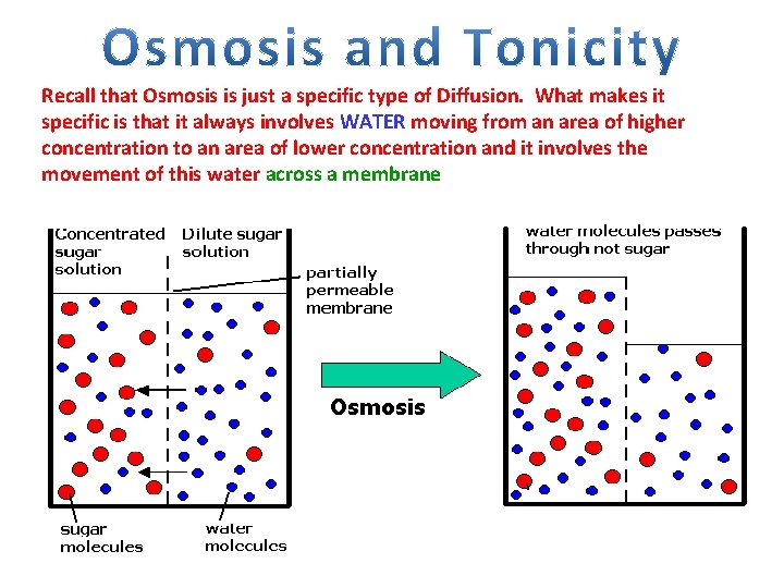 Recall that Osmosis is just a specific type of Diffusion. What makes it specific
