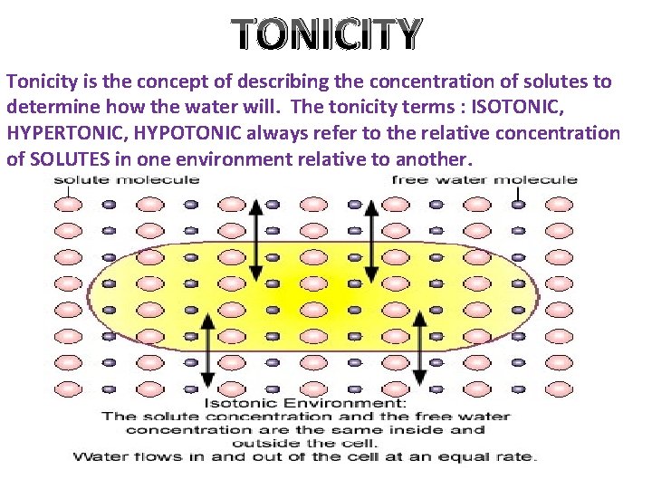 TONICITY Tonicity is the concept of describing the concentration of solutes to determine how