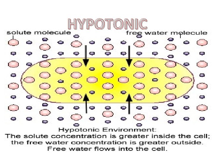 HYPOTONIC 