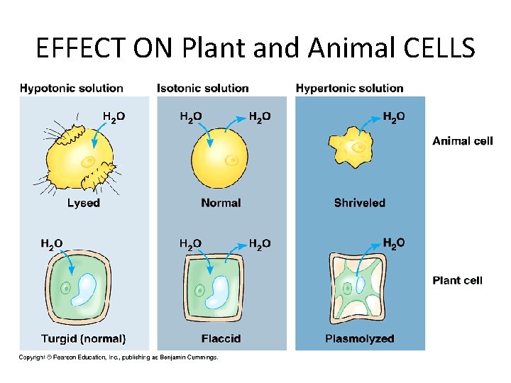 EFFECT ON Plant and Animal CELLS 