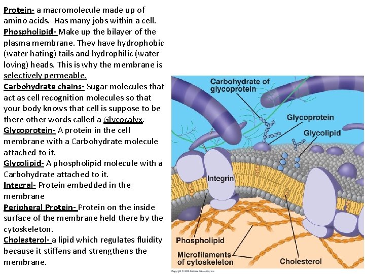 Protein- a macromolecule made up of amino acids. Has many jobs within a cell.