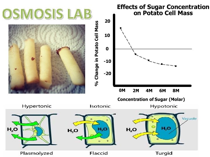 OSMOSIS LAB 