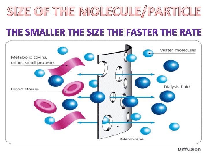 SIZE OF THE MOLECULE/PARTICLE 