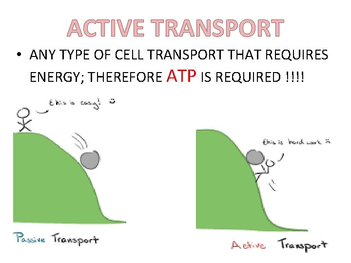 ACTIVE TRANSPORT • ANY TYPE OF CELL TRANSPORT THAT REQUIRES ENERGY; THEREFORE ATP IS