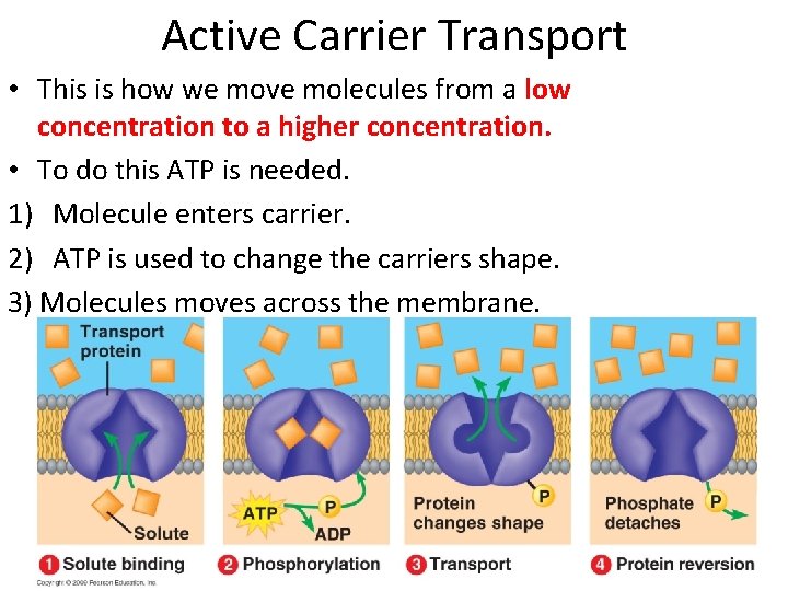 Active Carrier Transport • This is how we move molecules from a low concentration