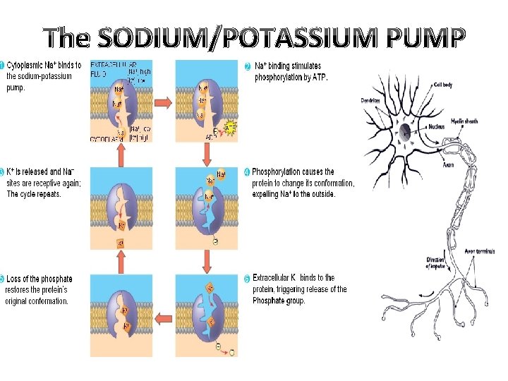 The SODIUM/POTASSIUM PUMP 