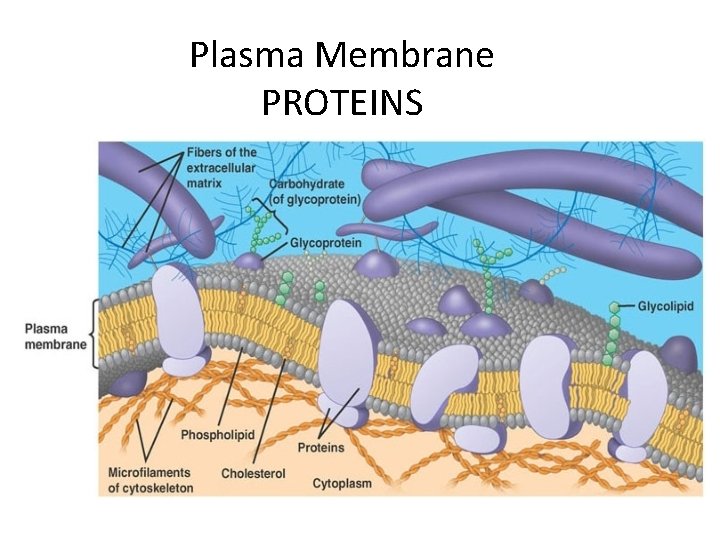 Plasma Membrane PROTEINS 