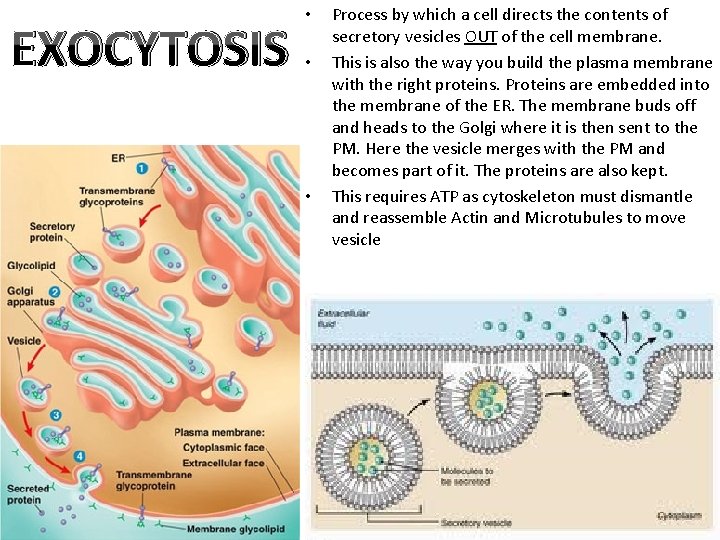 EXOCYTOSIS • • • Process by which a cell directs the contents of secretory