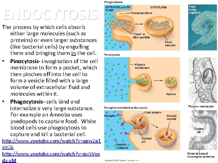 ENDOCYTOSIS The process by which cells absorb either large molecules (such as proteins) or