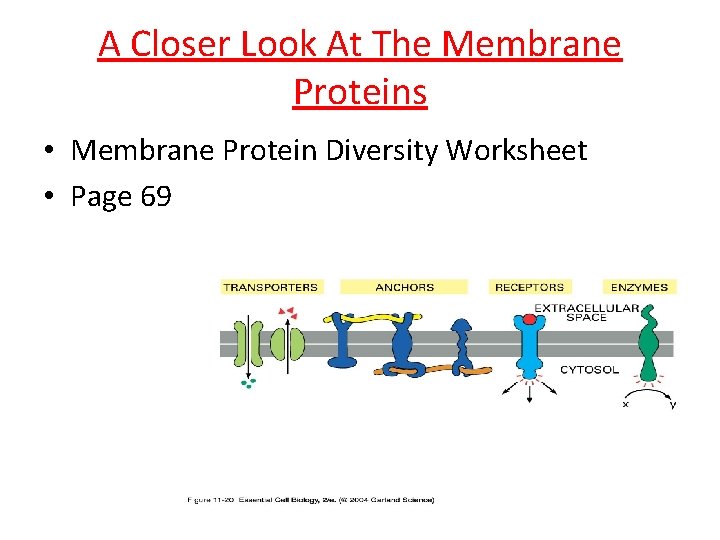 A Closer Look At The Membrane Proteins • Membrane Protein Diversity Worksheet • Page