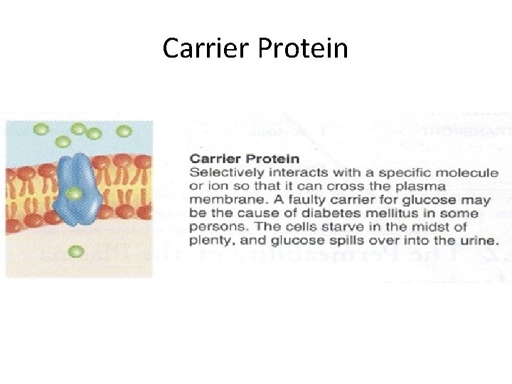 Carrier Protein 