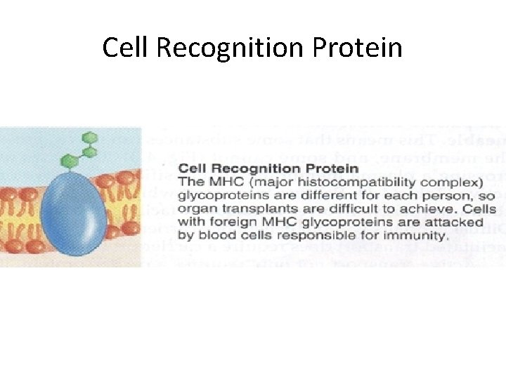 Cell Recognition Protein 