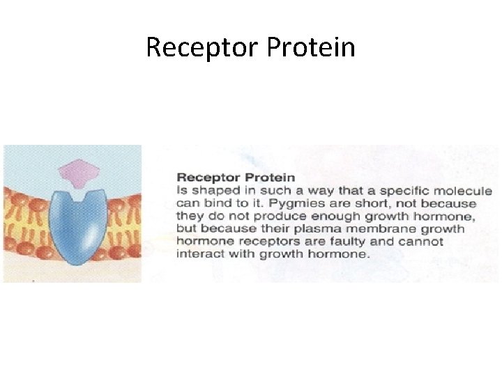 Receptor Protein 