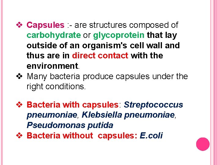 v Capsules : - are structures composed of carbohydrate or glycoprotein that lay outside