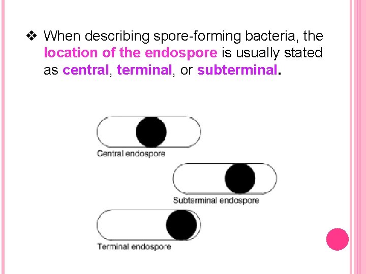 v When describing spore-forming bacteria, the location of the endospore is usually stated as