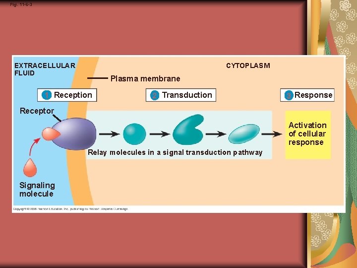 Fig. 11 -6 -3 CYTOPLASM EXTRACELLULAR FLUID Plasma membrane 1 Reception 2 Transduction 3