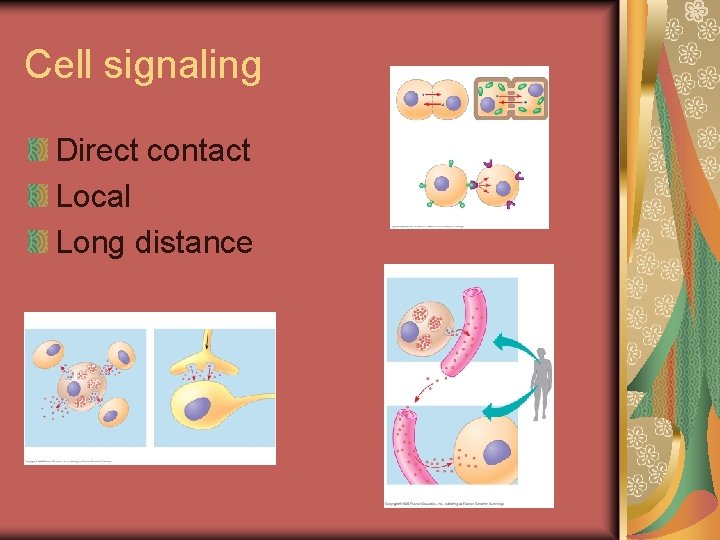 Cell signaling Direct contact Local Long distance 