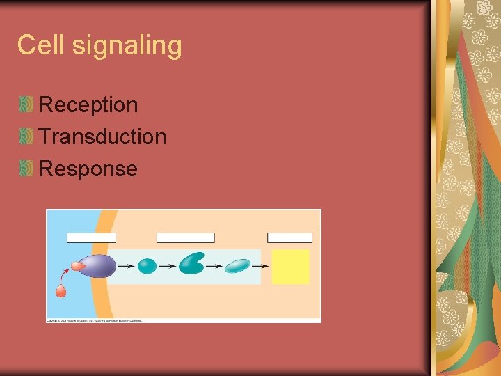 Cell signaling Reception Transduction Response 