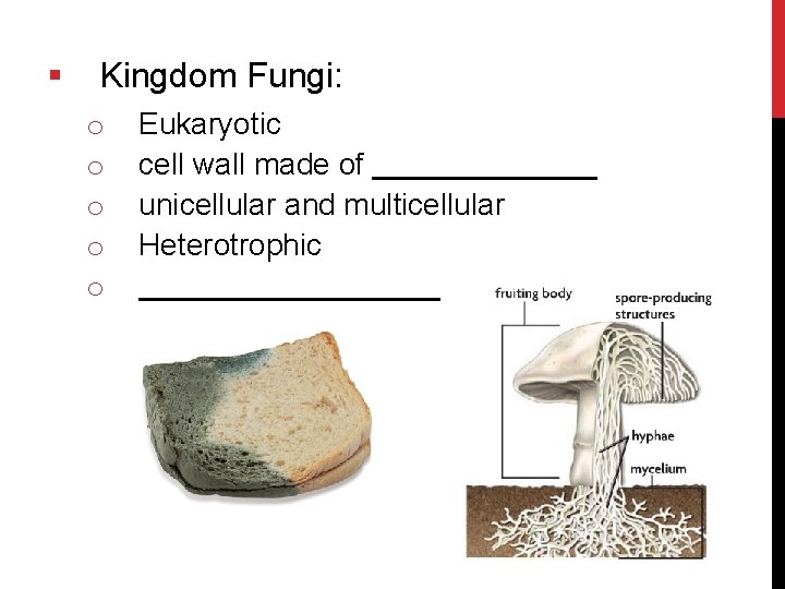 § Kingdom Fungi: o o o Eukaryotic cell wall made of unicellular and multicellular