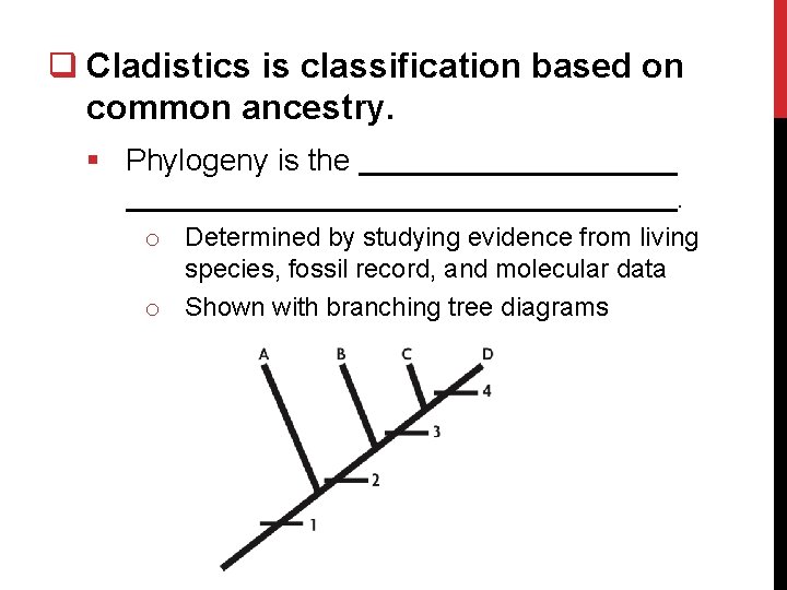 q Cladistics is classification based on common ancestry. § Phylogeny is the. o Determined