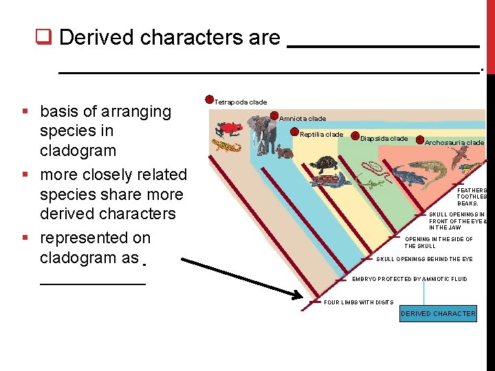 q Derived characters are. § basis of arranging species in cladogram § more closely