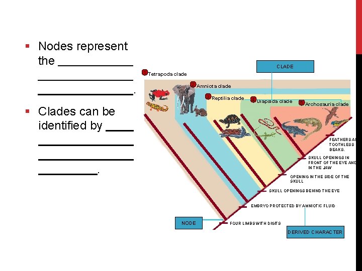 § Nodes represent the CLADE 1 Tetrapoda clade . 2 Amniota clade 3 Reptilia