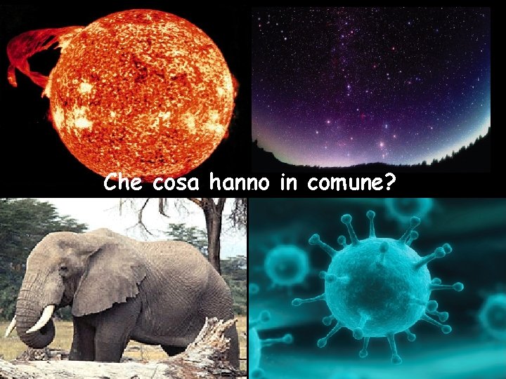 Che cosa hanno in comune? 